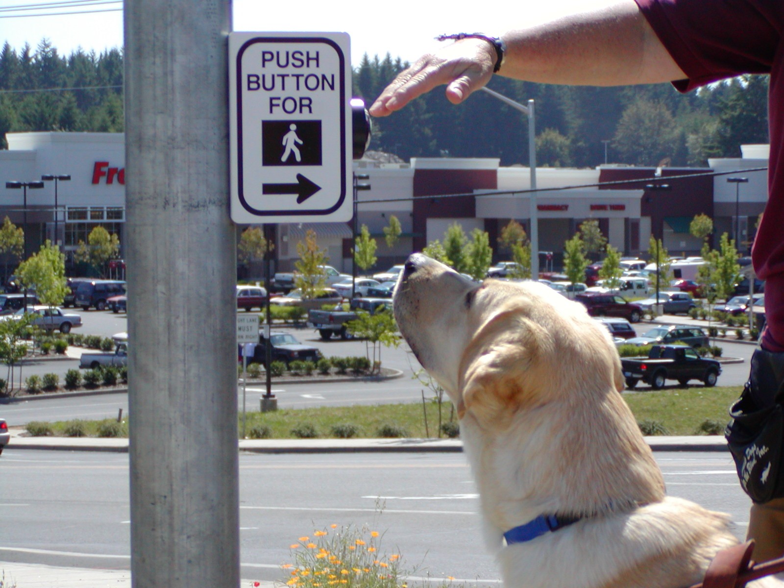 A yellow Labrador is being trained in how to push a button on a street sign that says “Push button for” with an icon of a person walking, with a shopping center in the background.