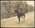 Thumbnail of Photograph of Polly Thomson on a horse, outdoors in California.