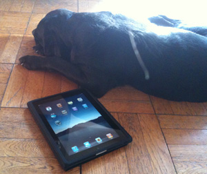 black labrador and iPad