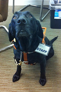 Photo of Paige, a black lab wearing her working harness and a STAFF badge