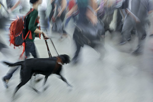 Person walking on the street with guide dog in motion blur.