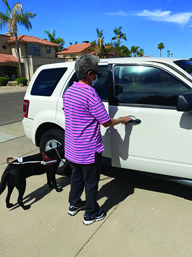 An older White man with a guide dog opens the passenger door of an SUV.