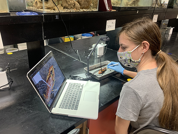 A woman wearing a mask and plastic gloves uses a camera attached to a laptop computer to examine a science specimen on the laptop screen