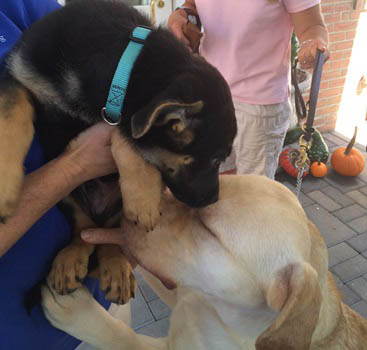 Gremlin and Krokus, two guide dog puppies sniffing each others' faces
