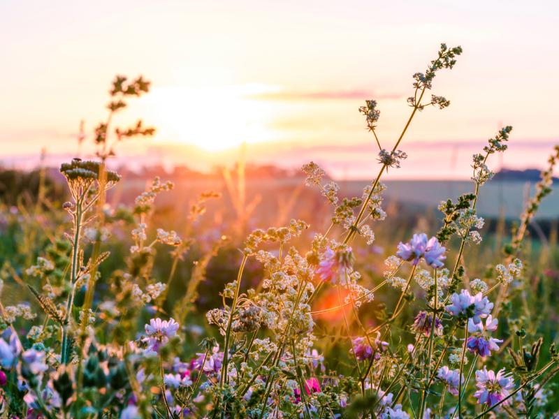 Purple flowers in bloom with a sunset on the horizon behind them.